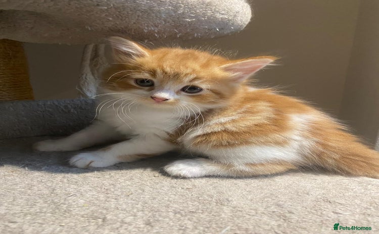 Mixed Breed cats - Advert 2