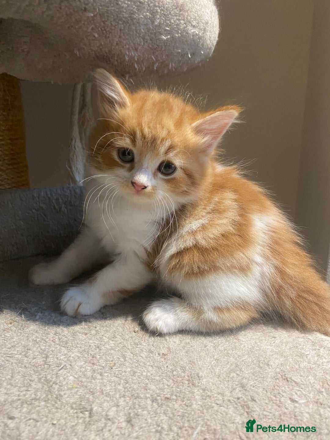 Mixed Breed cats for sale: Stunningly Gorgeous ginger kittens - Image 1