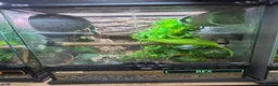Gecko reptiles for sale: Crested Gecko with tank - Advert 3