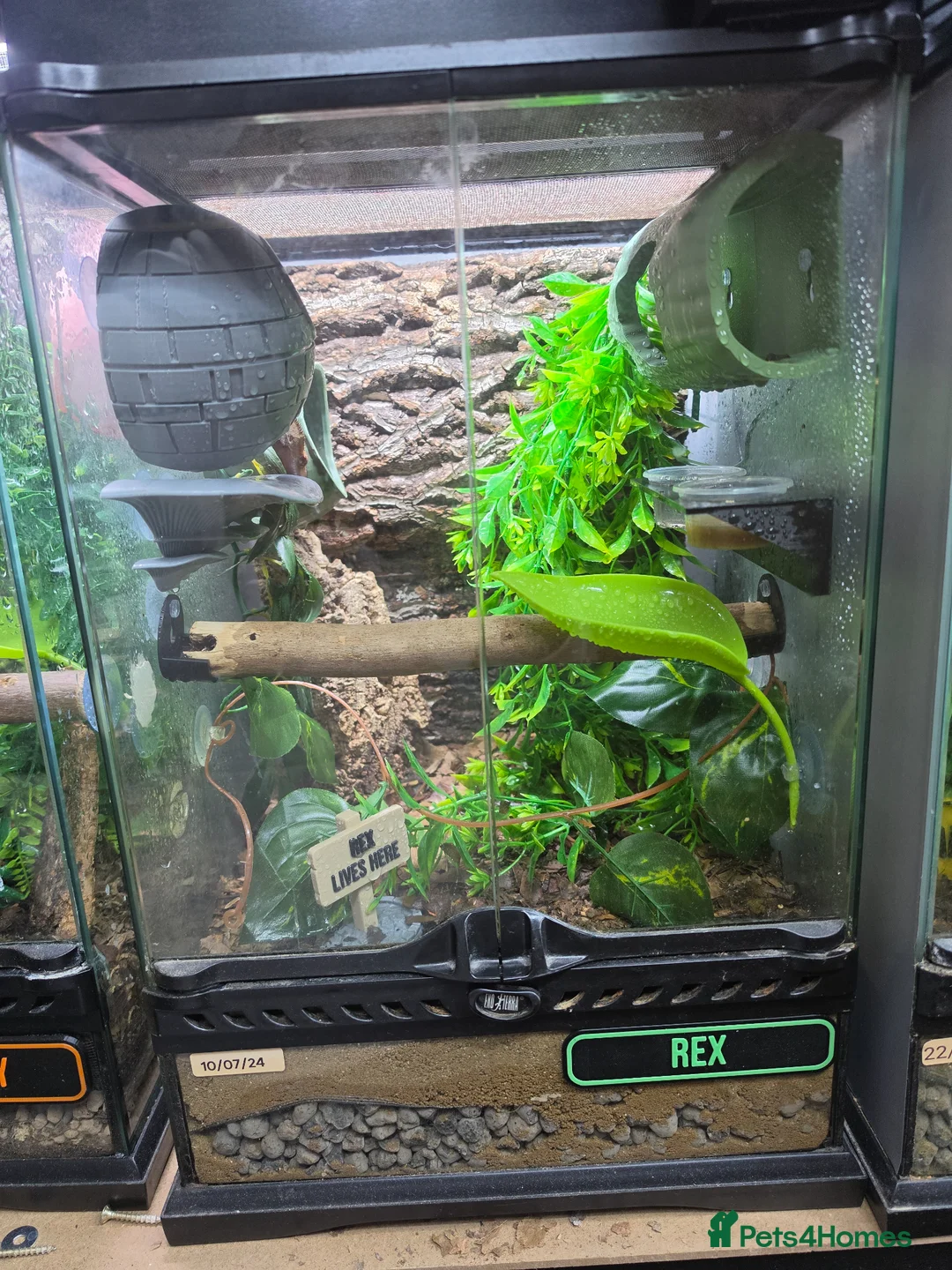 Gecko reptiles for sale: Crested Gecko with tank - Advert 3