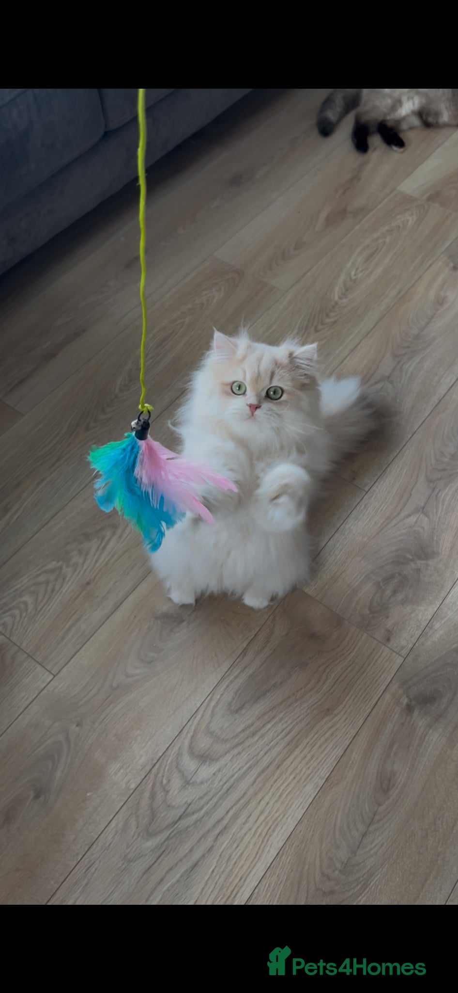 British Longhair cats Stunning Rare Golden Lilac Kitten  - Advert 2