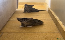 Mixed Breed cats for sale: Tabby kittens for sale - Image 3