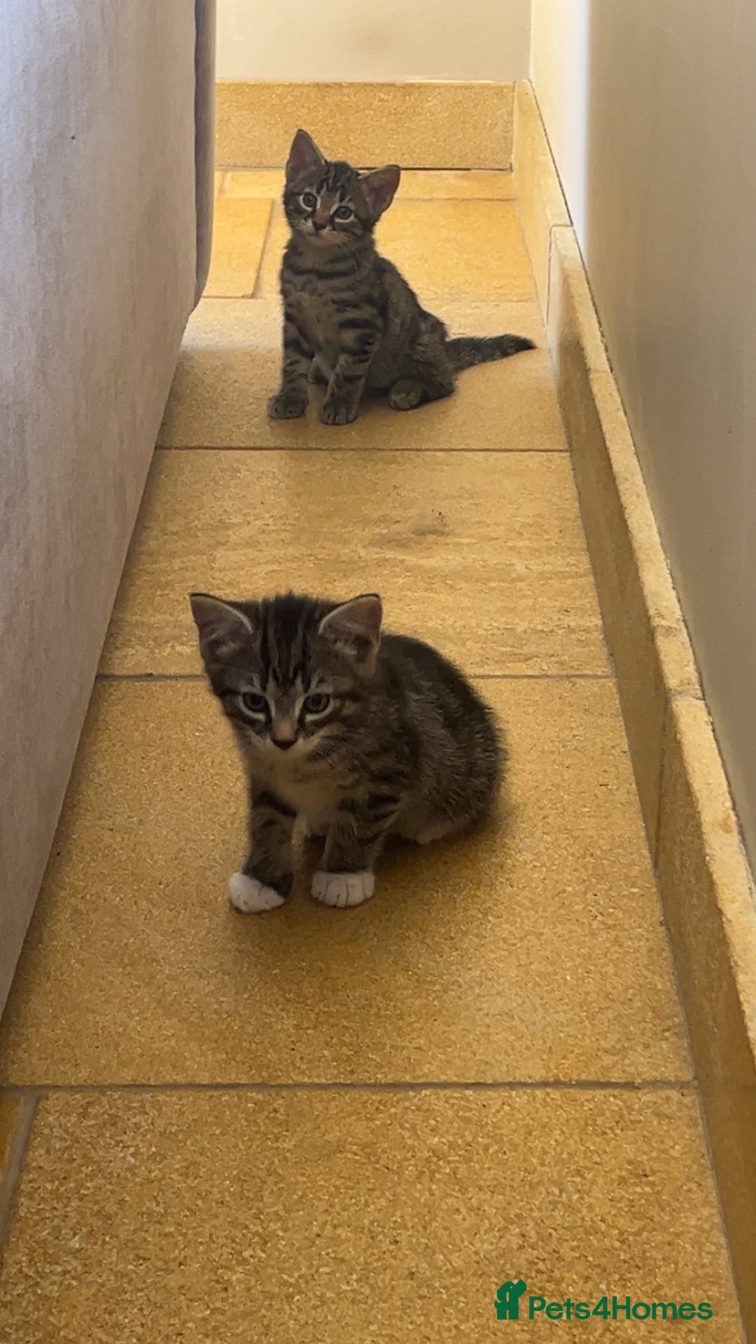 Mixed Breed cats for sale: Tabby kittens for sale - Image 3