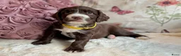 Sprocker dogs for sale: Sprocker Spaniel pups  in Stranraer - Advert 13