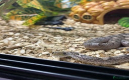 Corn Snake reptiles for sale: Corn snake in need of a new home - Image 2