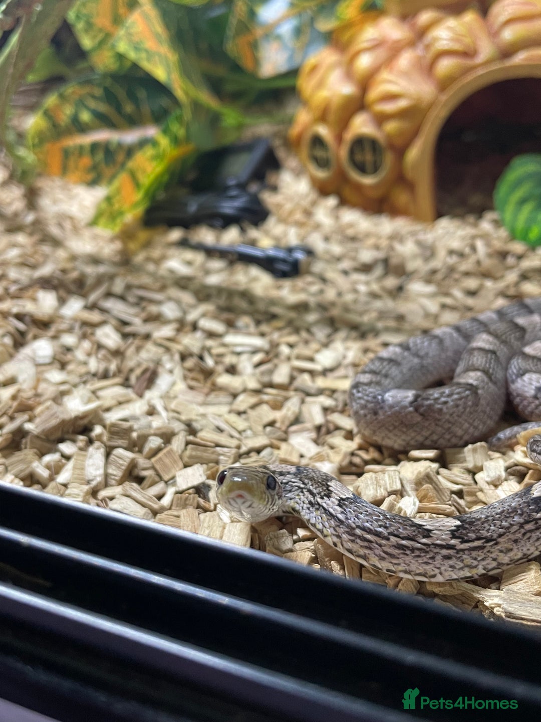 Corn Snake reptiles for sale: Corn snake in need of a new home - Image 2