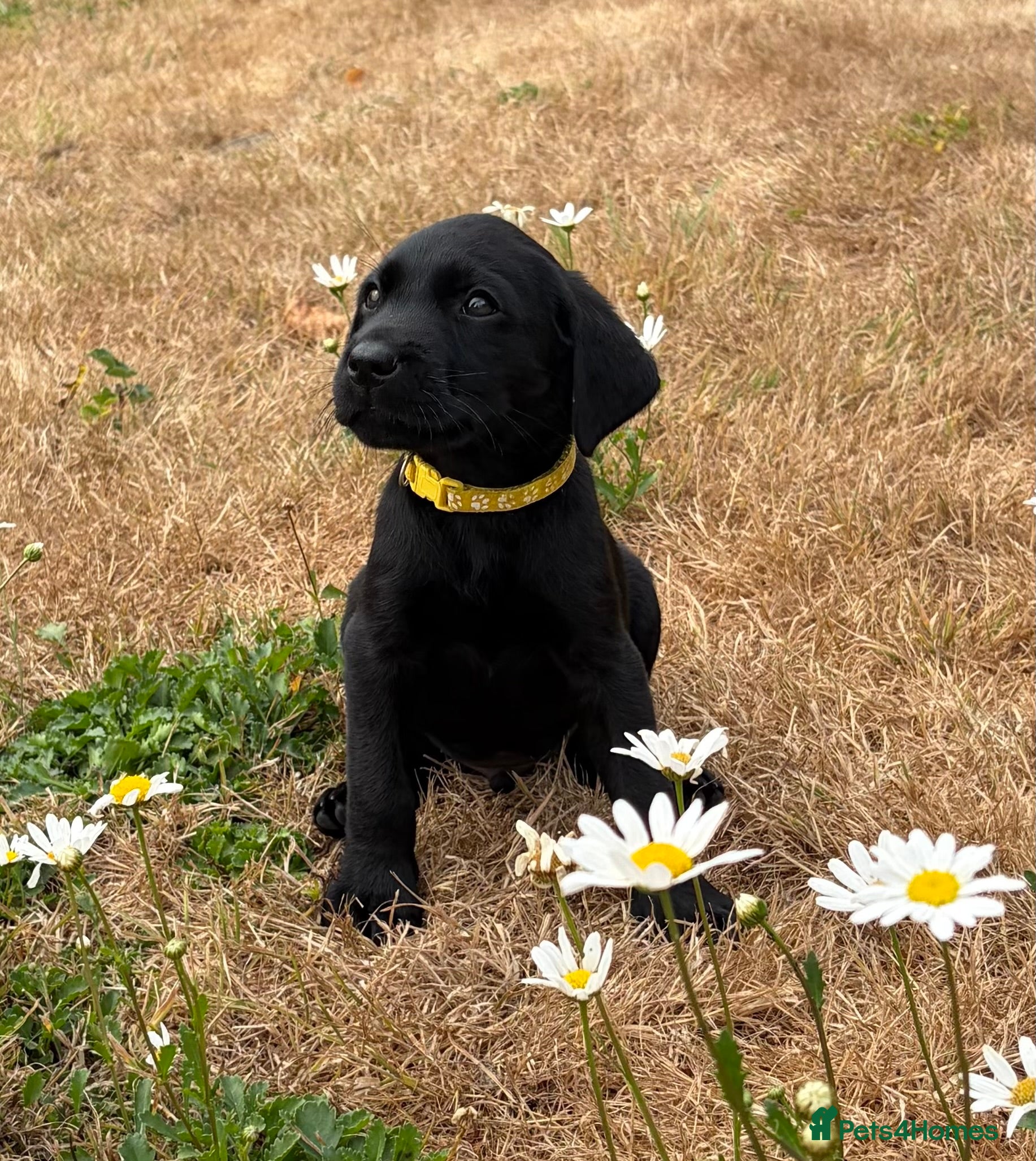 Labrador Retriever dogs 3 Boys left KC Labrador puppies  - Advert 2