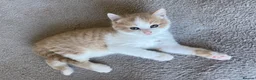 American Shorthair cats for sale: 2 Gorgeous boys - Advert 8
