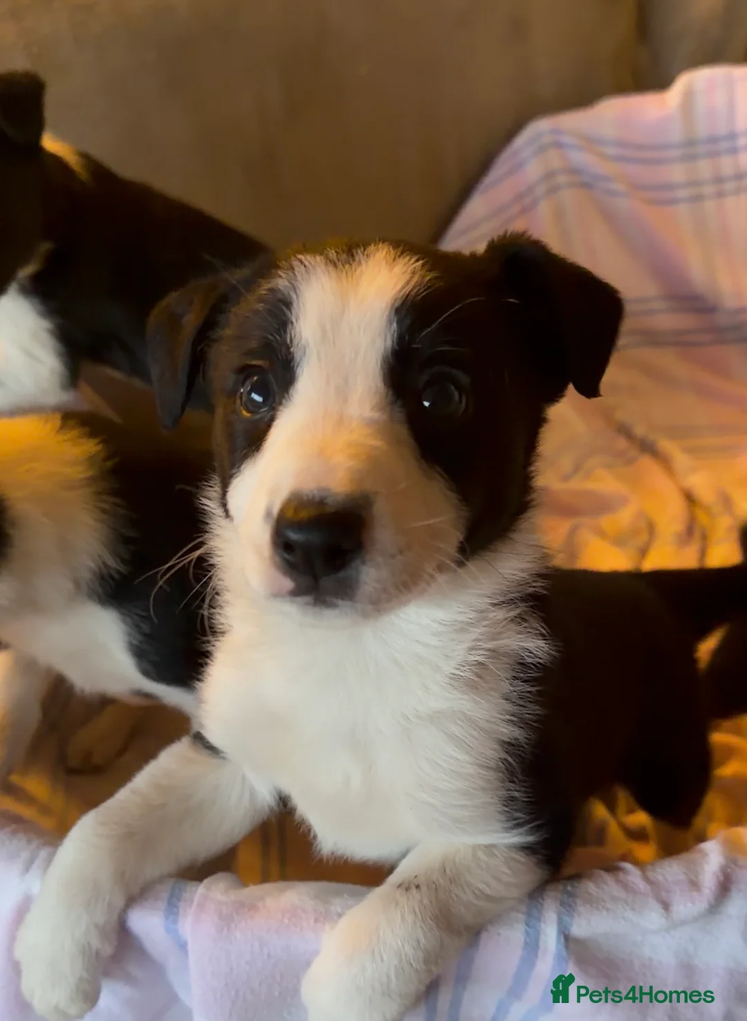 Border Collie dogs for sale: Border Collie Puppies - Advert 5