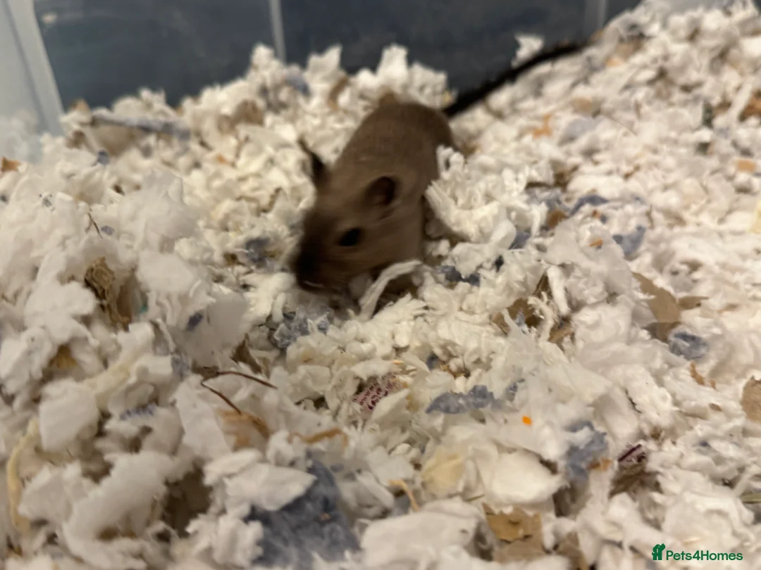 Gerbil rodents for sale: Two Female Gerbils with Cage – Loving Home Wanted - Advert 4