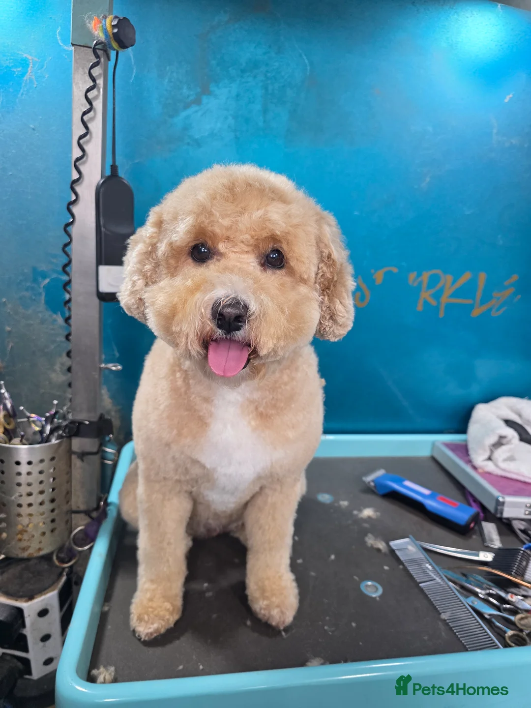 Toy Poodle dogs for sale: Gorgeous boy - Advert 1