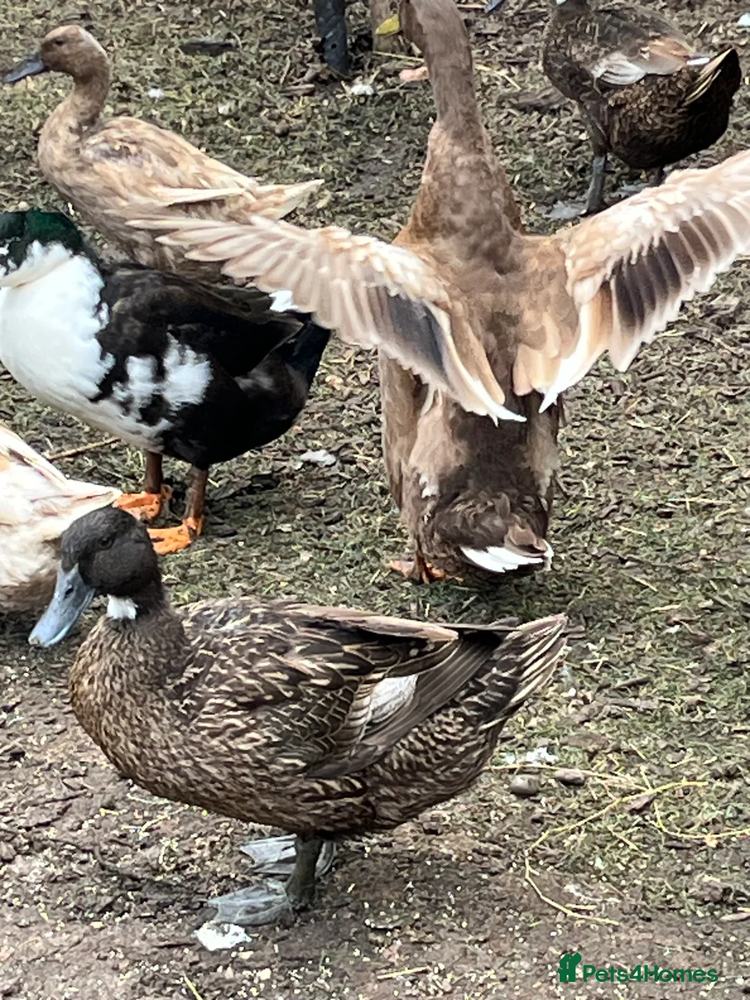 Ducks poultry for sale: Khaki Campbell ducks - Advert 1