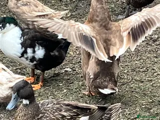 Ducks poultry Khaki Campbell ducks - Advert 1