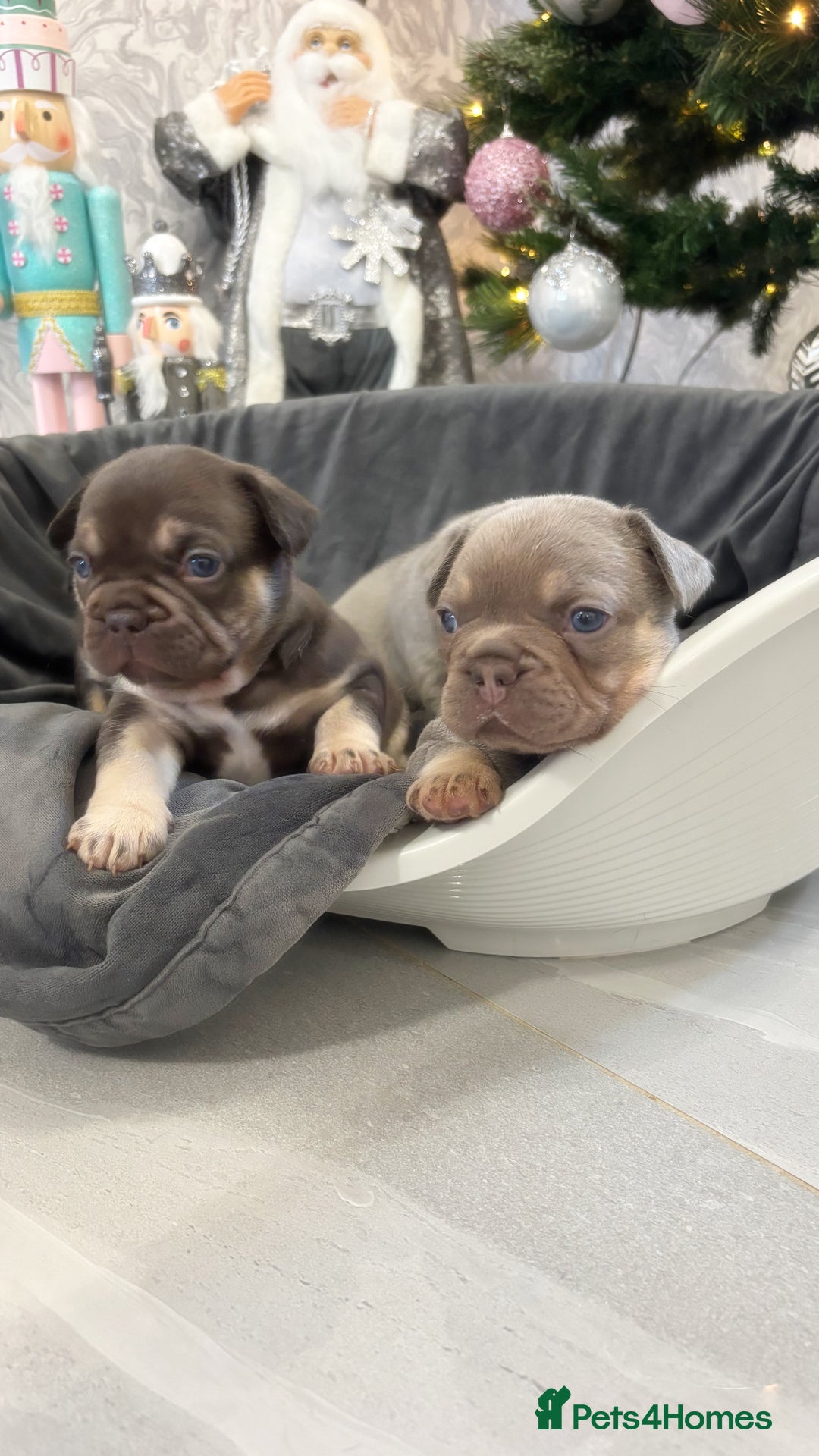 French Bulldog dogs for sale: 🤎🐻 Beautiful Quality Baby Dogs 🐻🤎 - Advert 4