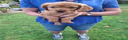 Mixed Breed dogs for sale: Cockerliar puppies in Droitwich - Advert 1