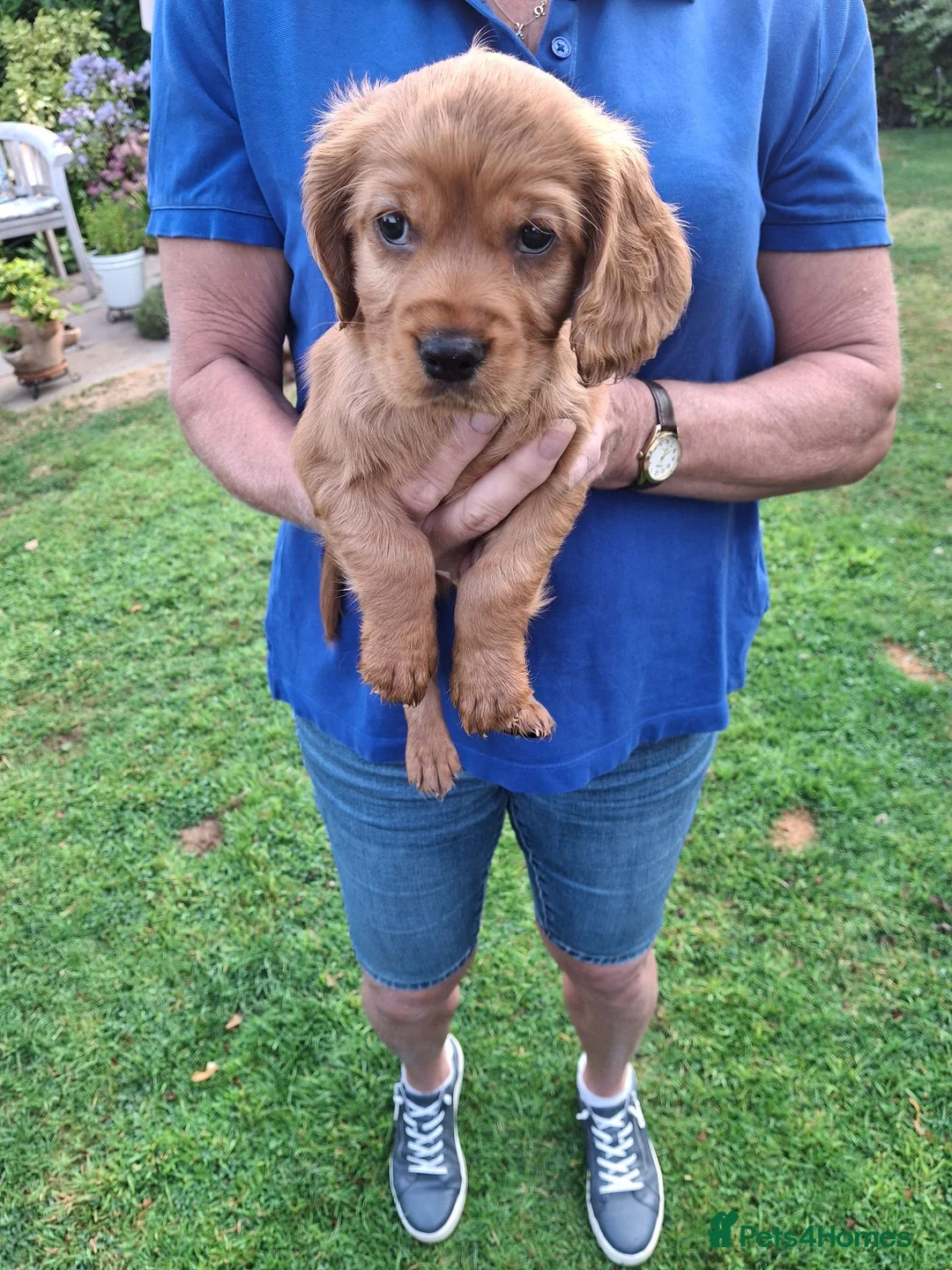 Mixed Breed dogs for sale: Cockerliar puppies in Droitwich - Advert 1