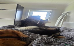 Pomsky dogs for sale: Pomsky F3 Pups -Read Descp - Image 6