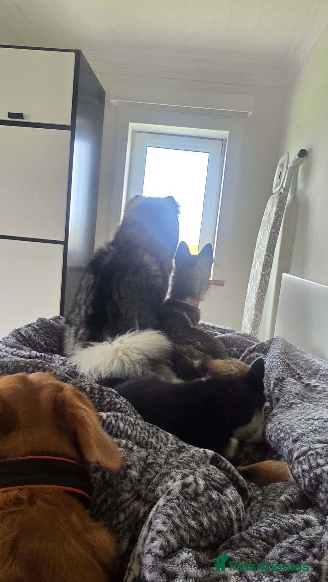 Pomsky dogs for sale: Pomsky F3 Pups -Read Descp - Image 6