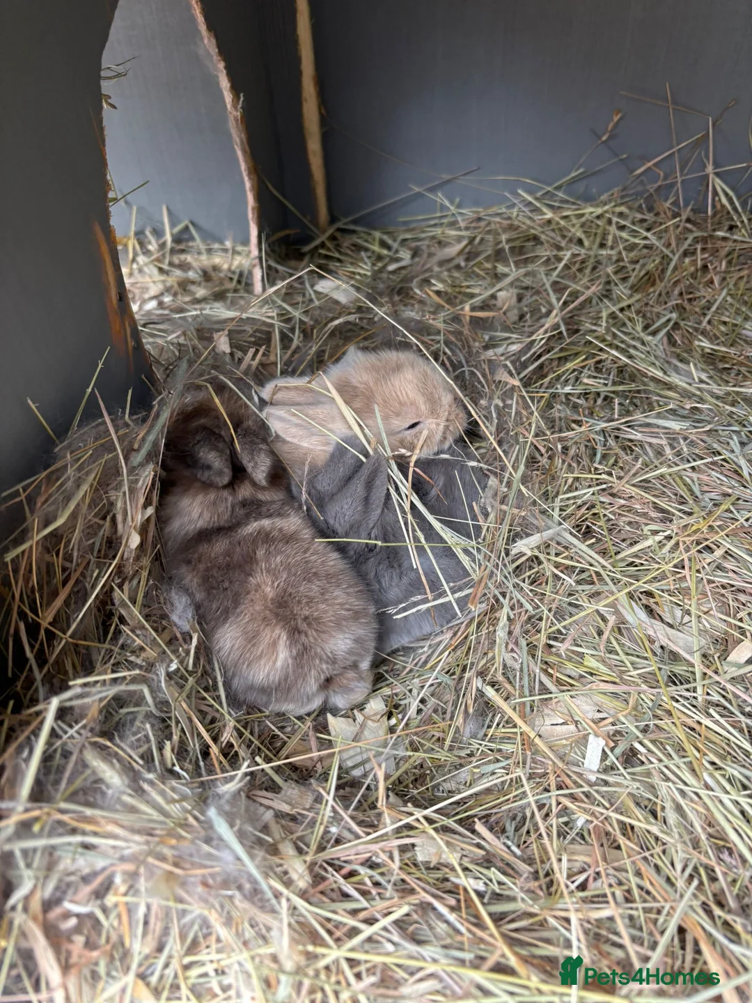 Mixed Breed rabbits for sale: Mini lop / mini lop lion head bunnies - Advert 11