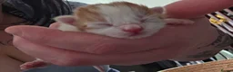 Mixed Breed cats for sale: 1 boy 1 girl kitten left 150 each or 250 for both - Advert 10