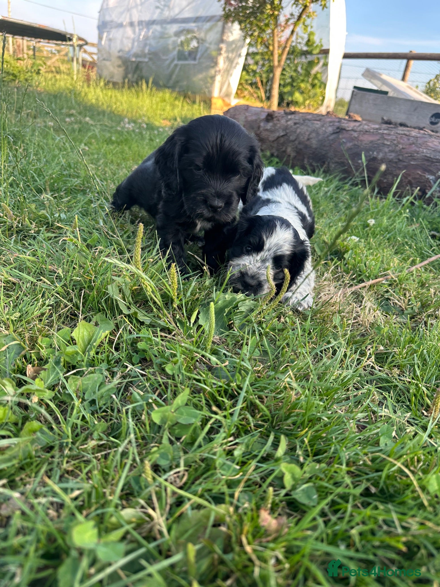 Cocker Spaniel dogs Kc registered & health tested parents  - Advert 1