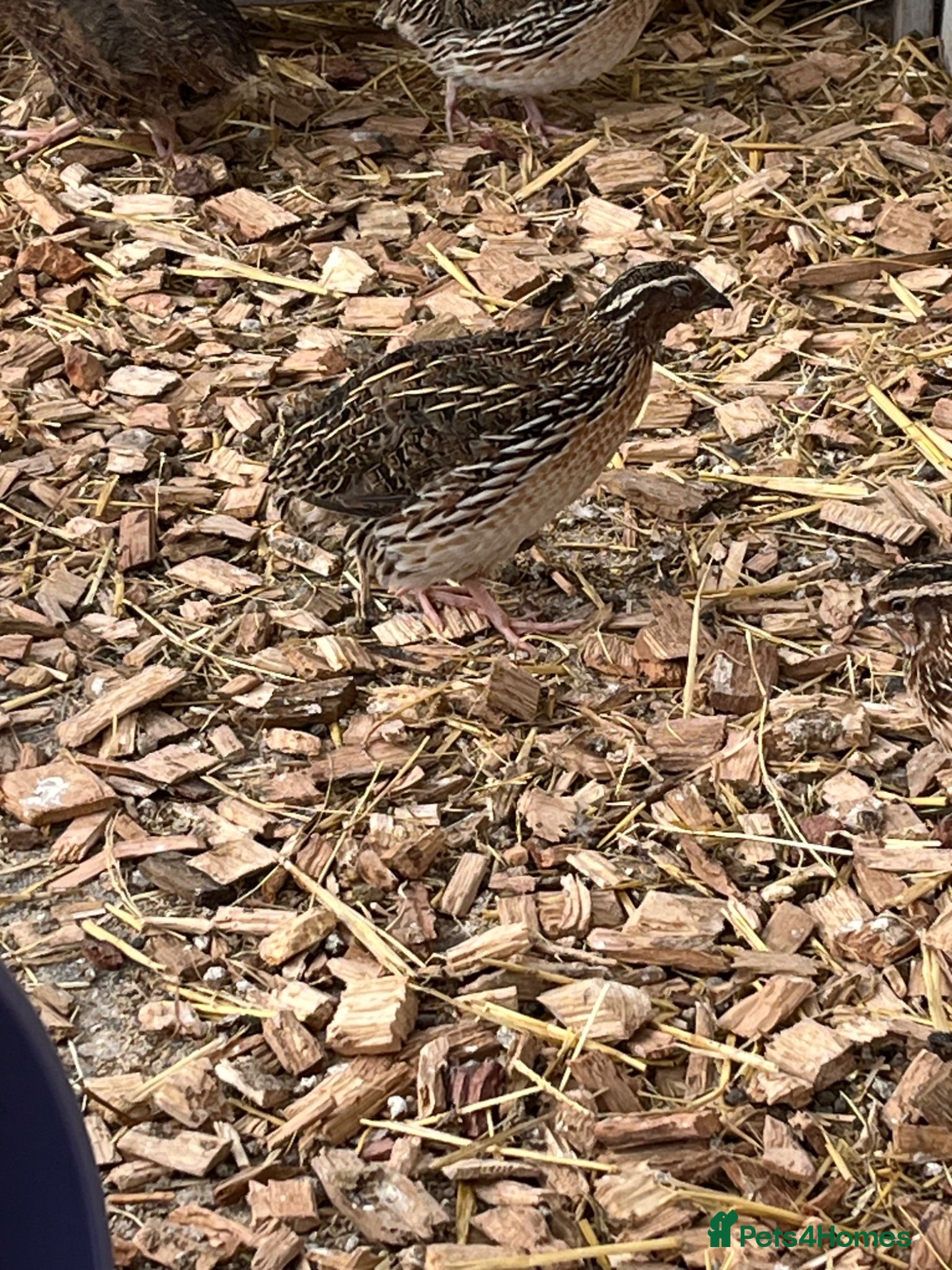 Quail poultry Male coturnix quail - Advert 6