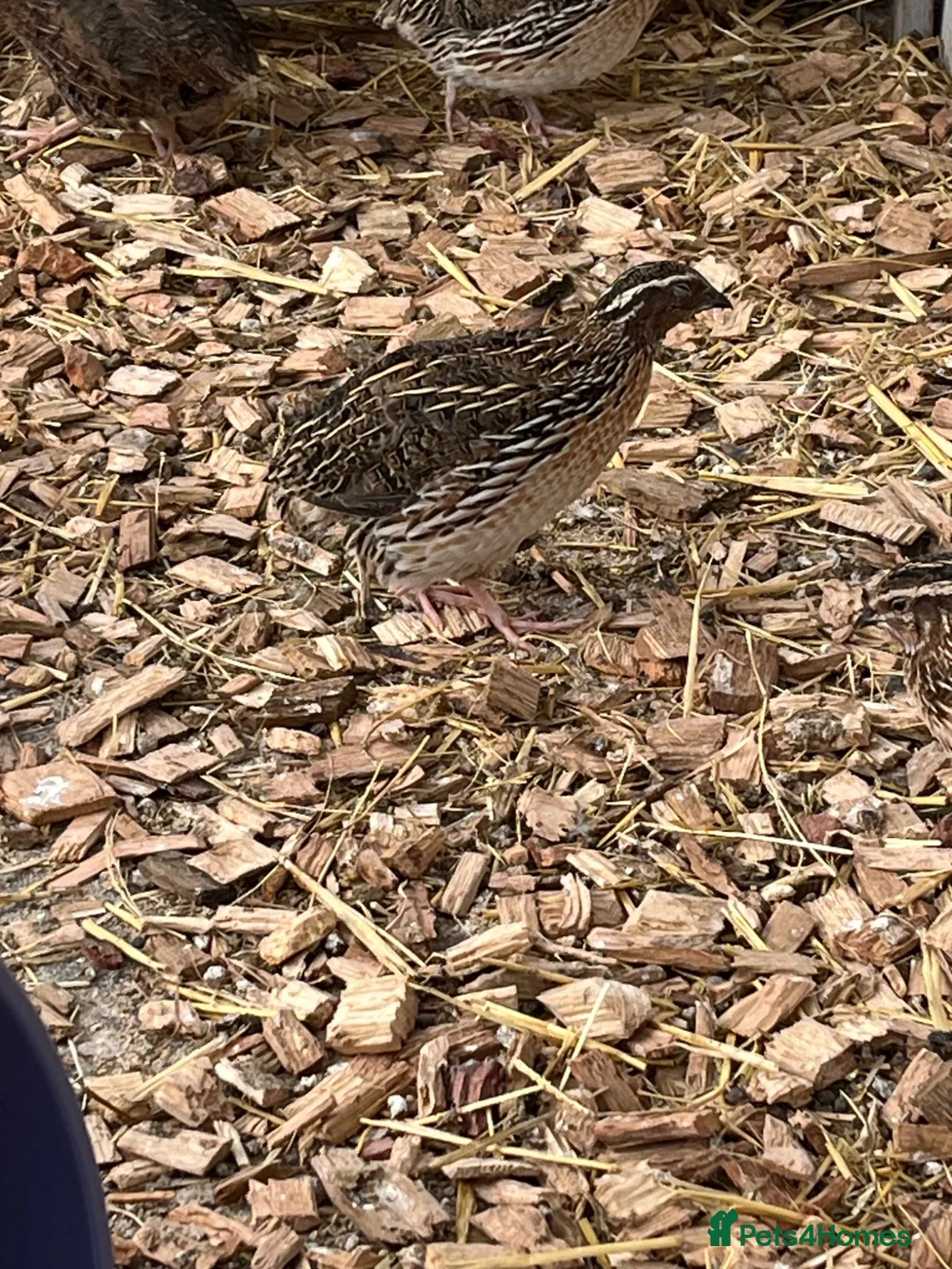 Quail poultry for sale: Male coturnix quail in Leeds - Advert 1