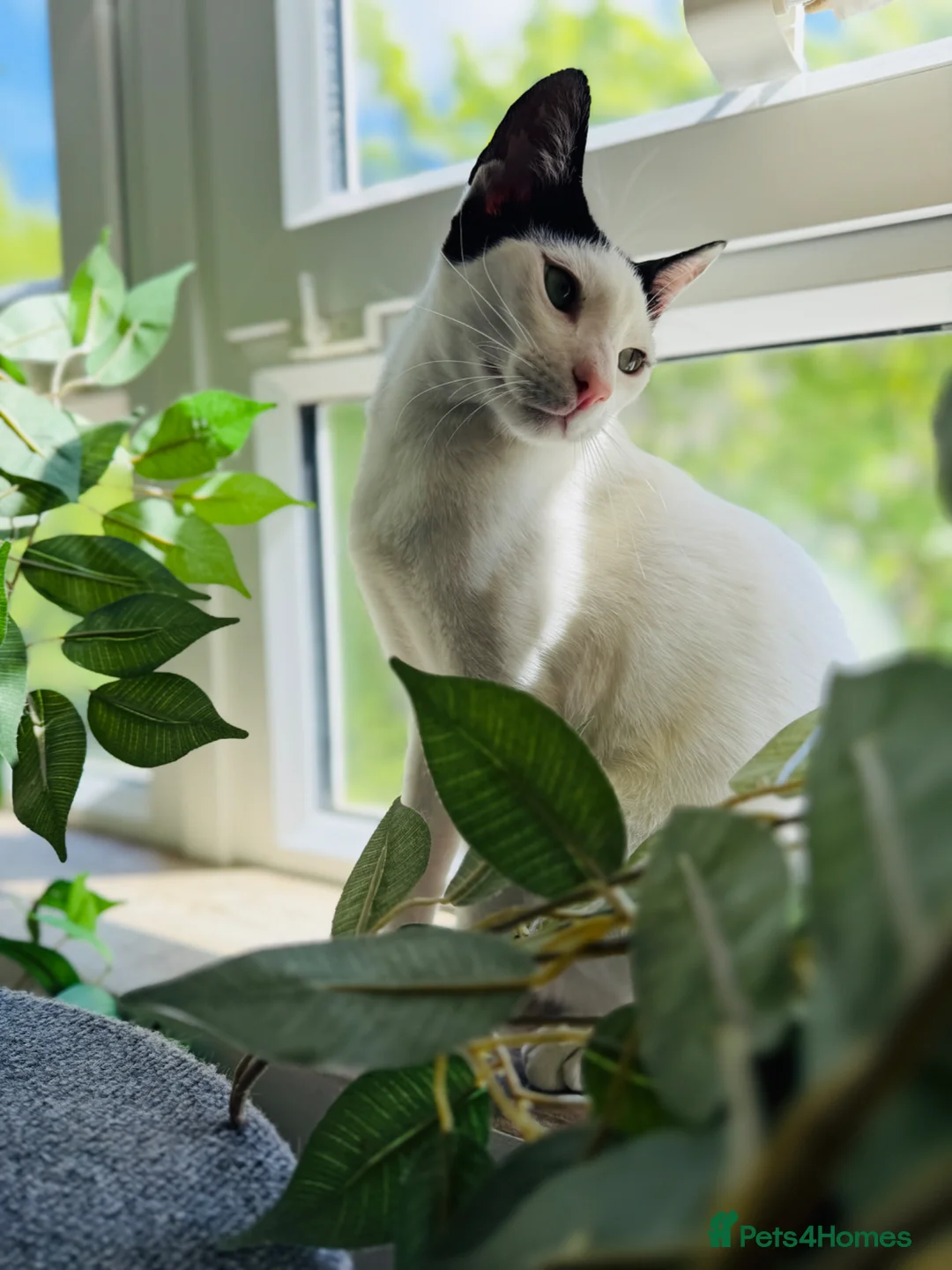 Arabian Mau cats for adoption: Charlie 🐾 - Advert 2