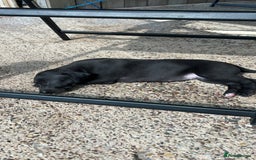 Whippet dogs for sale: 3 Whippets available from 10/09/25 - Image 10