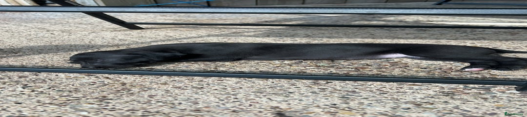Whippet Puppy 3