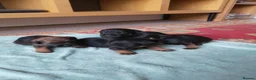 Border Terrier dogs for sale: Border terrier puppies  - Advert 6