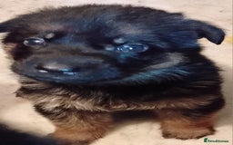 German Shepherd dogs for sale: German Shepherd pups black and gold - Image 6