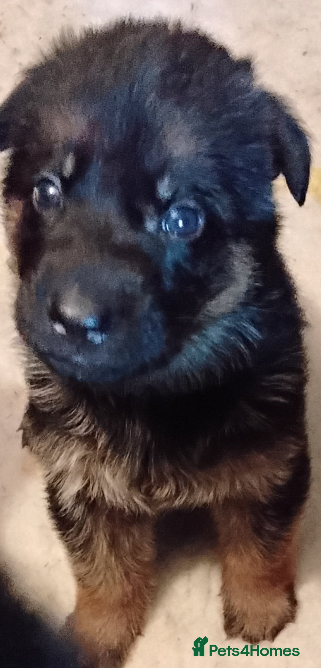 German Shepherd dogs for sale: German Shepherd pups black and gold - Image 6