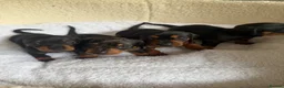 Dachshund dogs for sale: Miniature Dascshund smooth hair puppy’s  in Ilminster - Advert 11