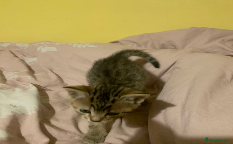 Mixed Breed cats - Advert 2