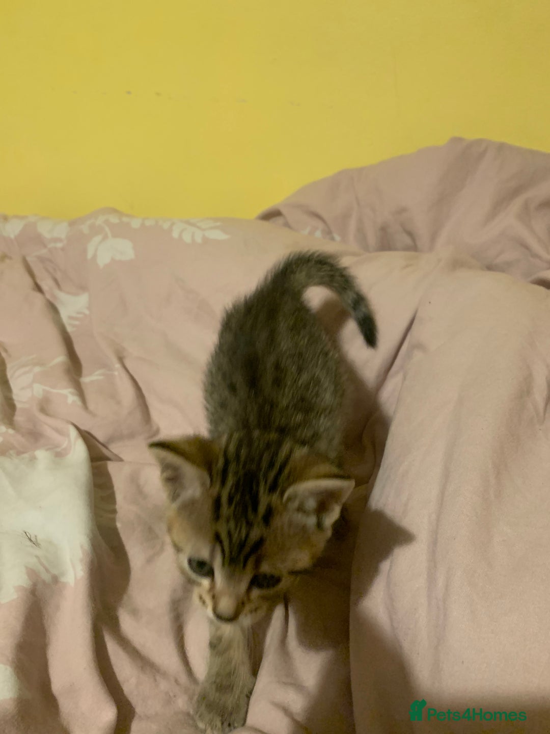 Mixed Breed cats for sale: Male tabby  - Image 1