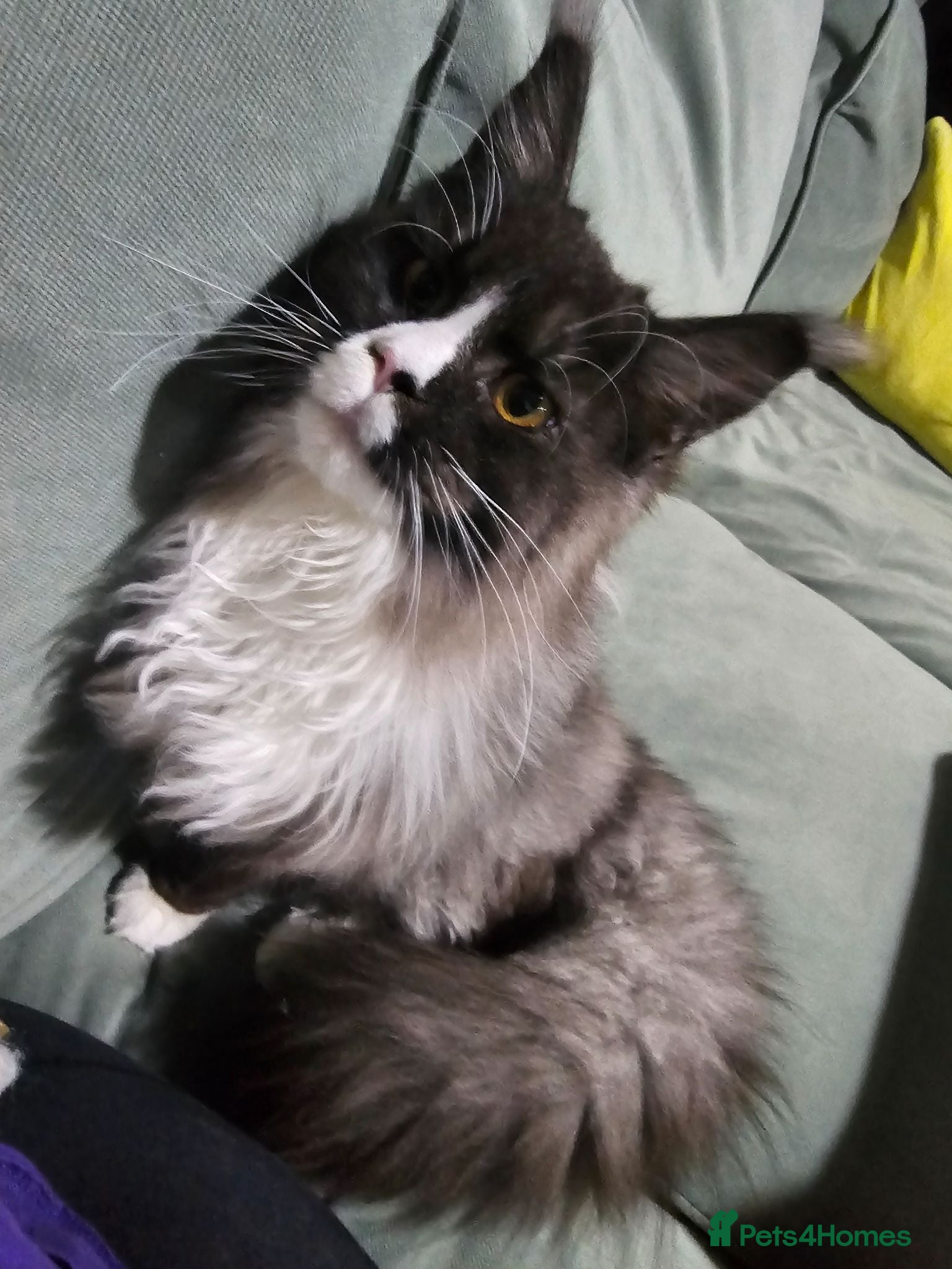 Maine Coon cats MAINE COON 1 boy & 2 girls.UNUSUAL & STUNNING&  - Advert 1