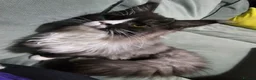 Maine Coon cats for sale: MAINE COON 1 boy & 2 girls.UNUSUAL & STUNNING&  - Advert 1