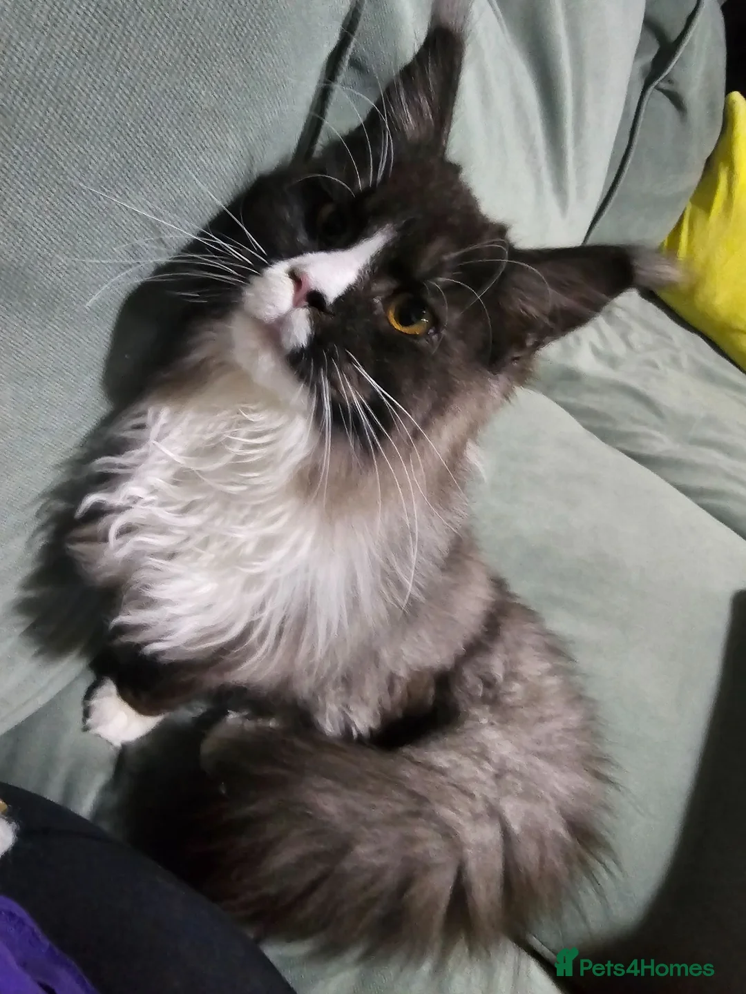 Maine Coon cats for sale: MAINE COON 1 boy & 2 girls.UNUSUAL & STUNNING&  - Advert 1