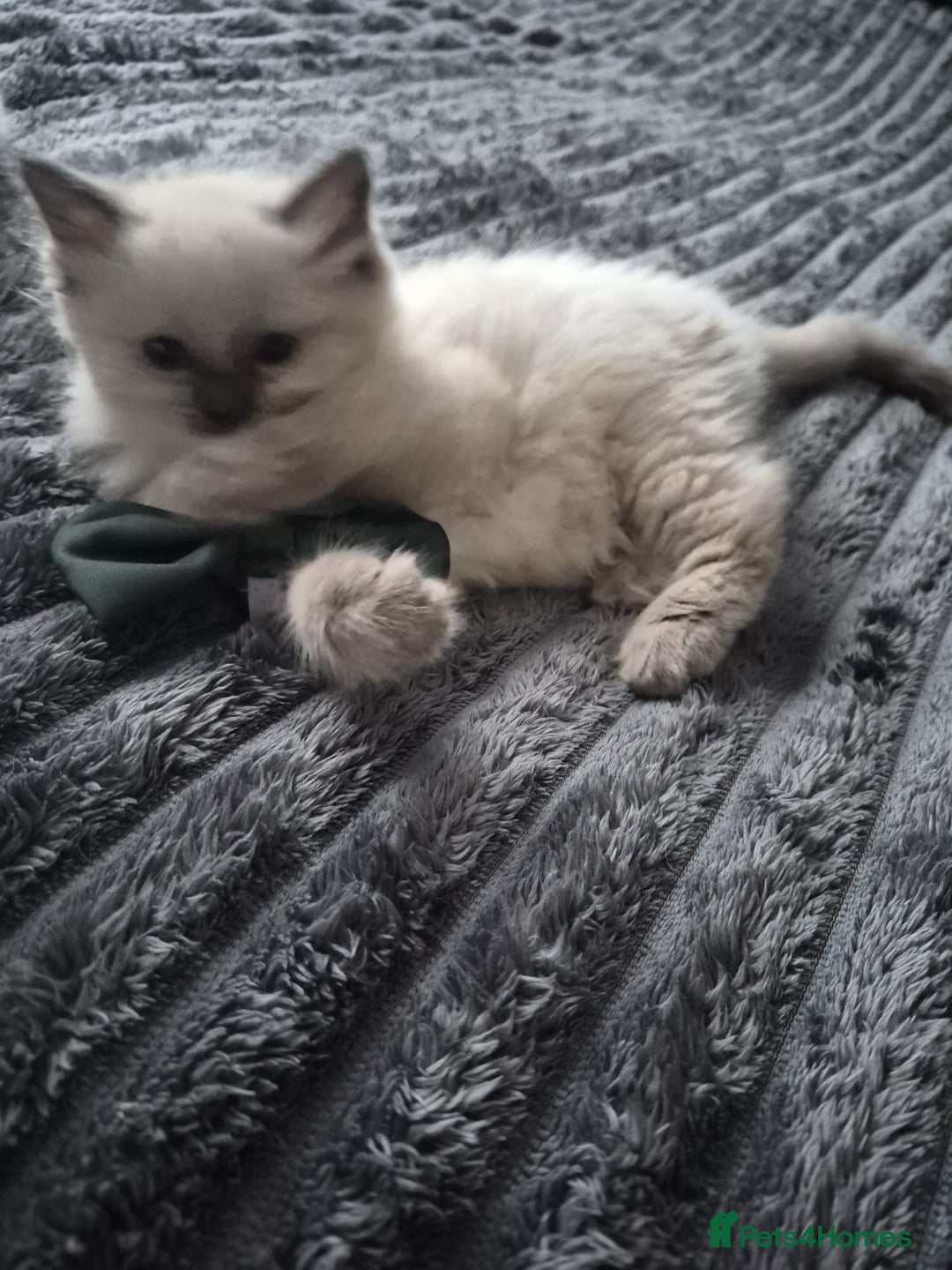 Ragdoll cats for sale: Adorable Ragdoll Kittens GCCF  Active registered  - Advert 11