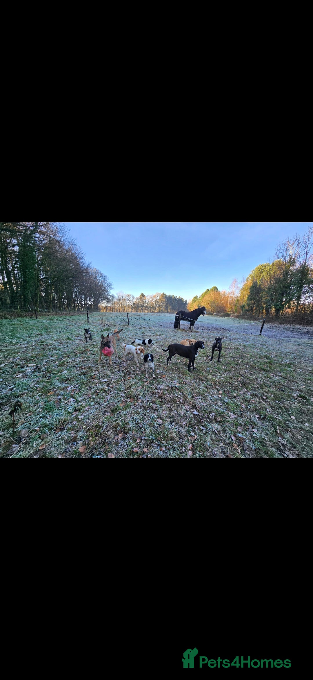 English Bull Terrier dogs for sale: Potato on legs - Advert 3