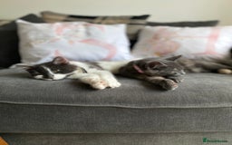 Domestic Shorthair cats for sale: Bisk , Cali & Scottie  - Image 10