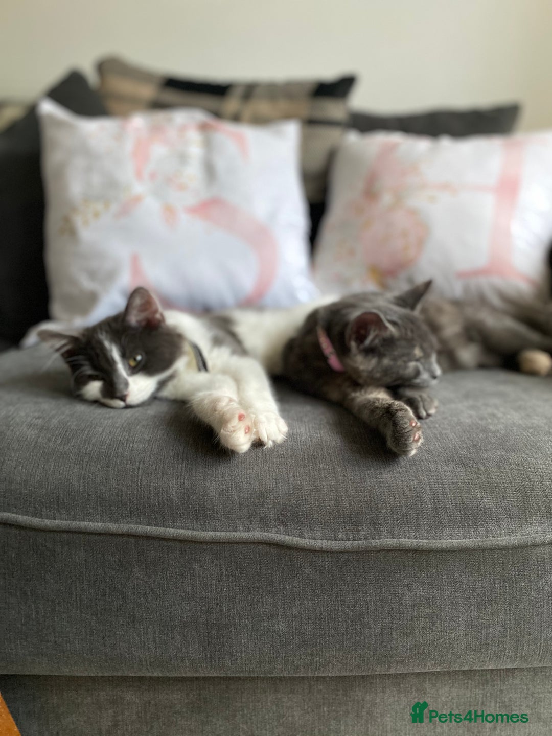 Domestic Shorthair cats for sale: Bisk , Cali & Scottie  - Image 10