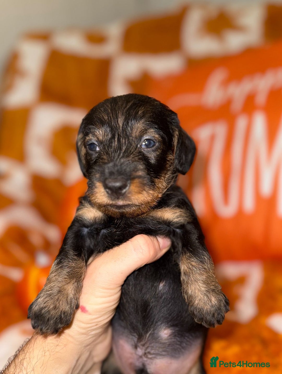 Dachshund dogs for sale: 🩷💙Stunning KC Wire haired Dachshunds🩷💙 - Image 12