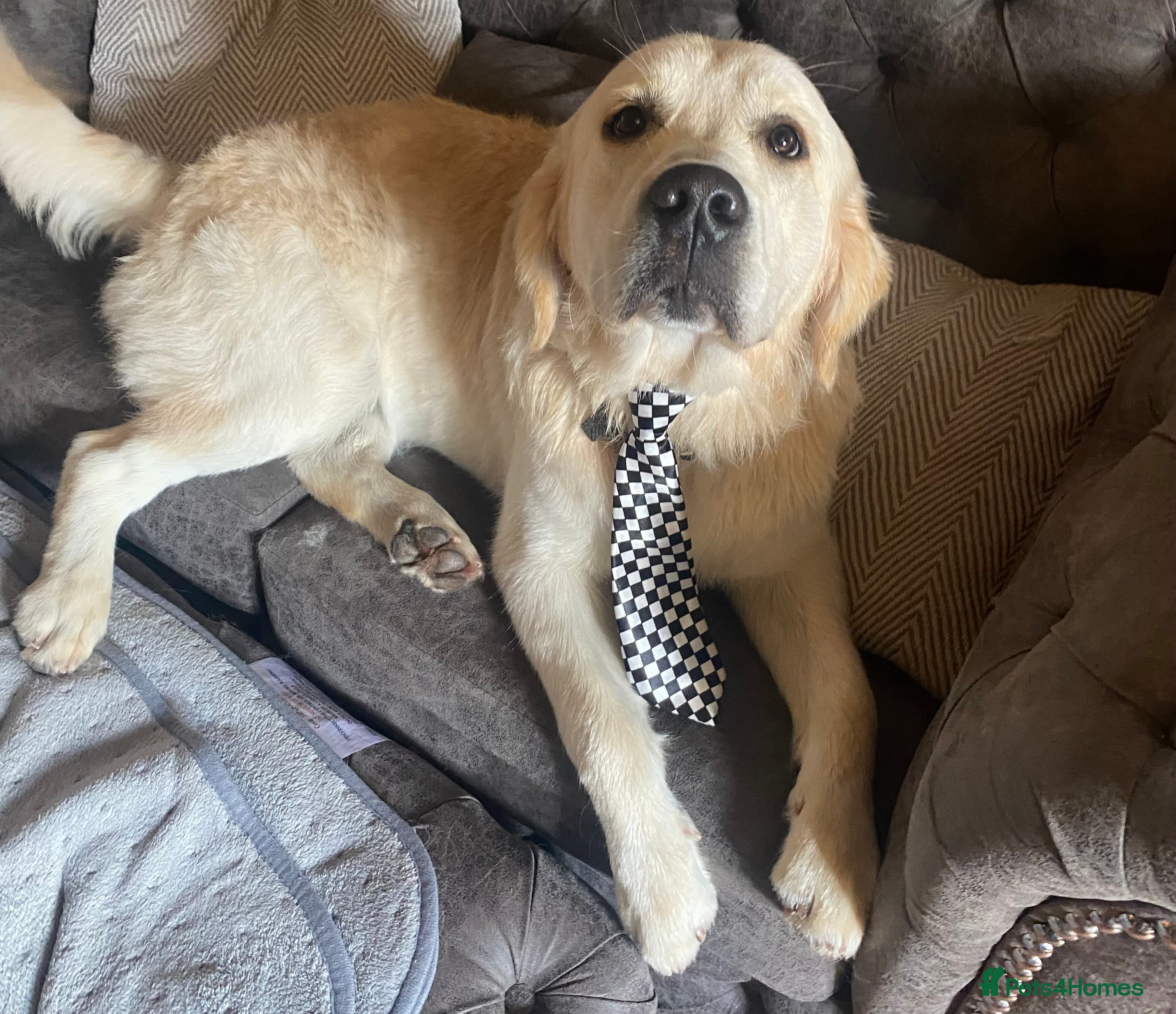 Golden Retriever dogs Lenny our KC golden retriever ready to stud!  - Advert 3