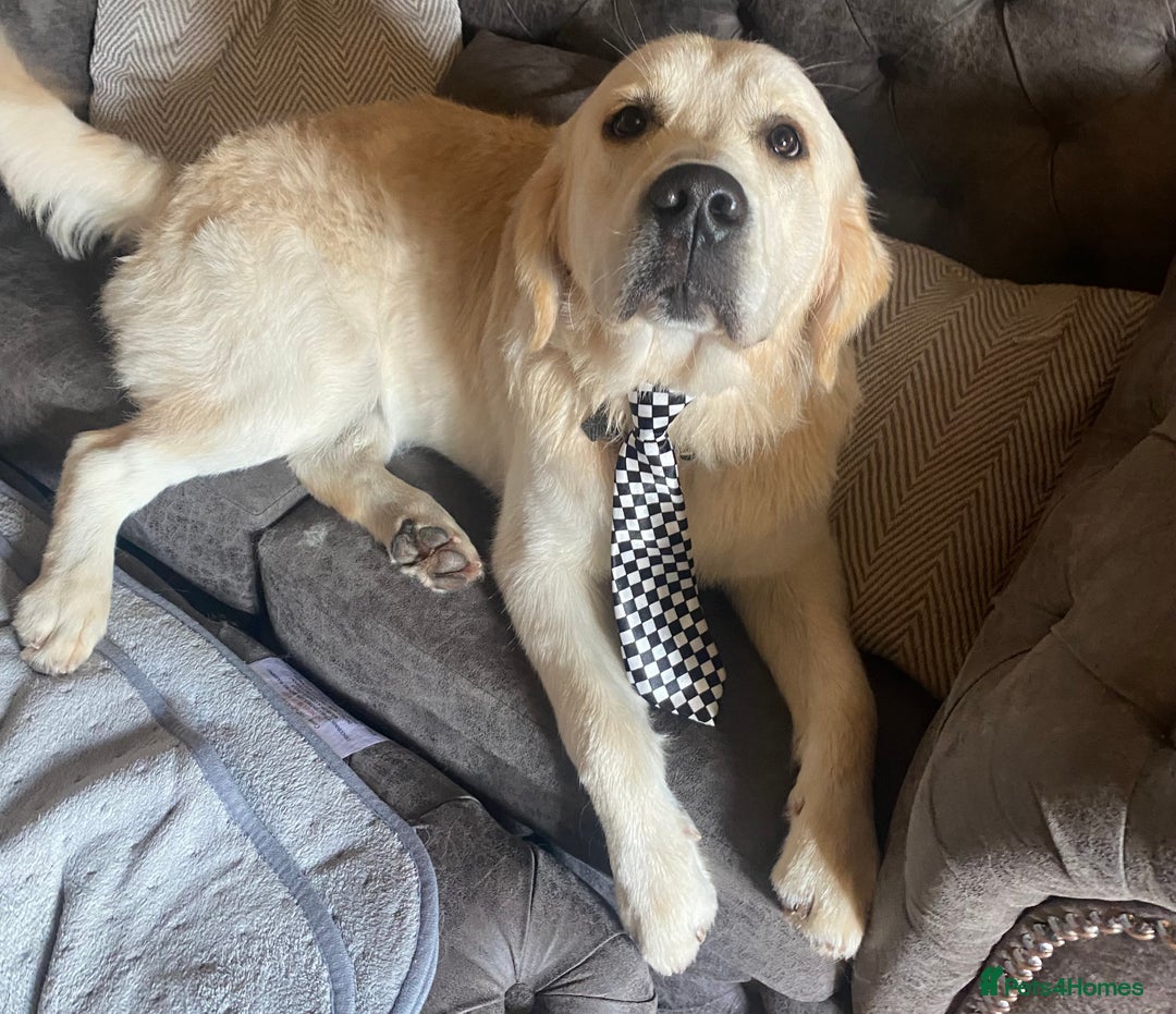 Golden Retriever dogs for stud: Lenny our KC golden retriever ready to stud!  - Advert 1