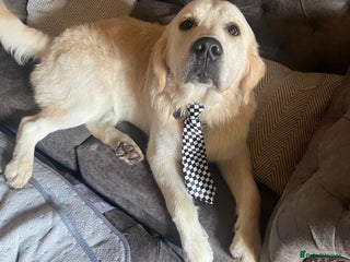 Golden Retriever dogs Lenny our KC golden retriever ready to stud! - Advert 5