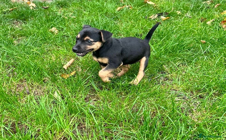 Jack Russell dogs - Advert 9