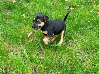 Jack Russell dogs - Advert 21