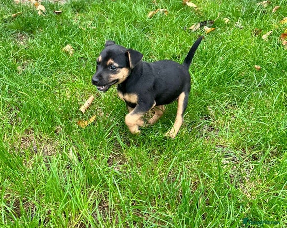 Jack Russell dogs - Advert 9